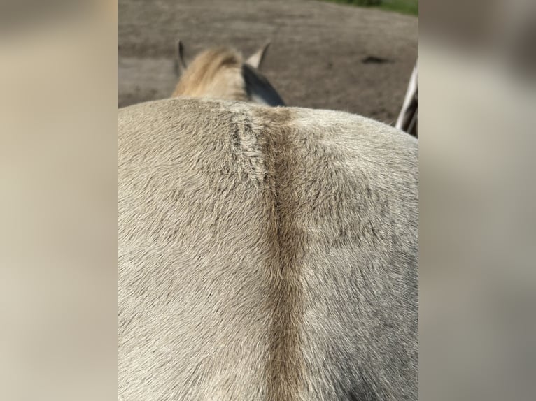 Caballo cuarto de milla Yegua 1 año 151 cm Champán in Scharbeutz