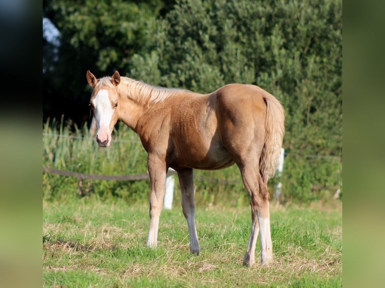 Caballo cuarto de milla Yegua 1 año 151 cm Palomino in Stade