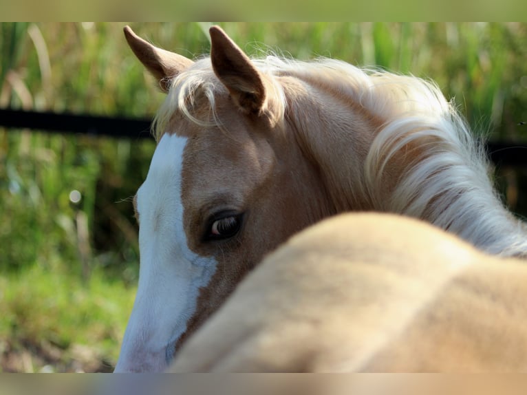 Caballo cuarto de milla Yegua 1 año 151 cm Palomino in Stade