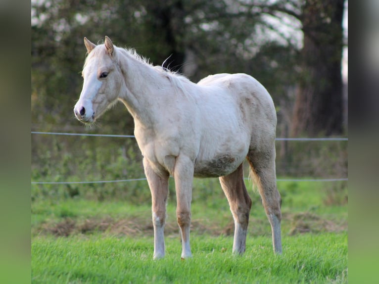 Caballo cuarto de milla Yegua 1 año 151 cm Palomino in Stade