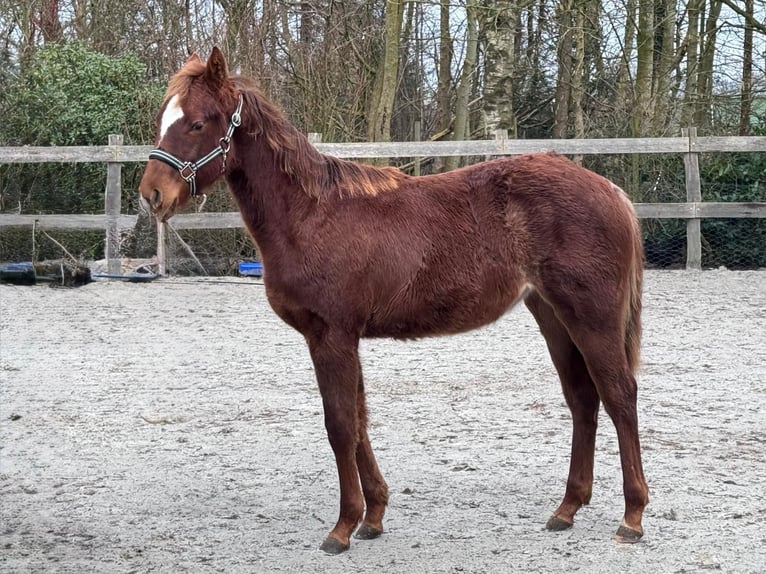 Caballo cuarto de milla Yegua 1 año 152 cm Alazán in Moorweg