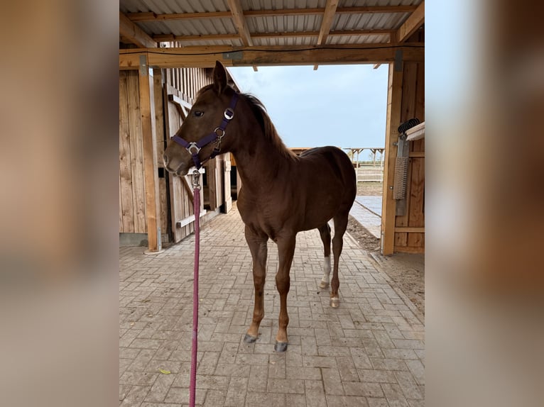 Caballo cuarto de milla Yegua 1 año 152 cm Alazán in Schönberg