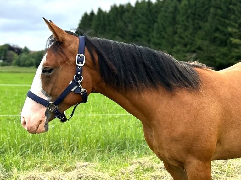 Caballo cuarto de milla Yegua 1 año 152 cm Castaño in Clausthal-Zellerfeld