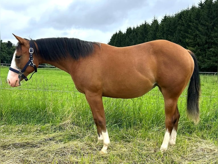 Caballo cuarto de milla Yegua 1 año 152 cm Castaño in Clausthal-Zellerfeld