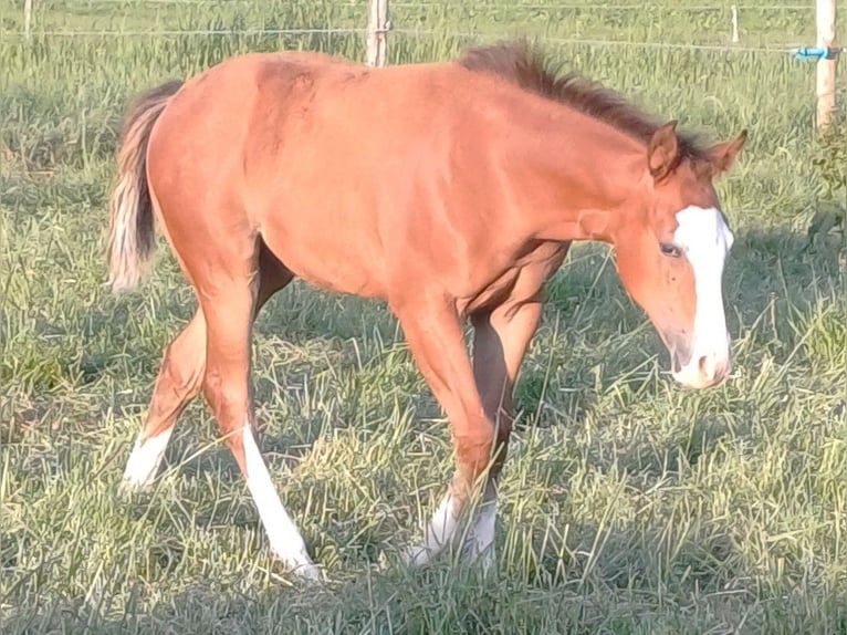 Caballo cuarto de milla Yegua 1 año 152 cm Castaño in Clausthal-Zellerfeld