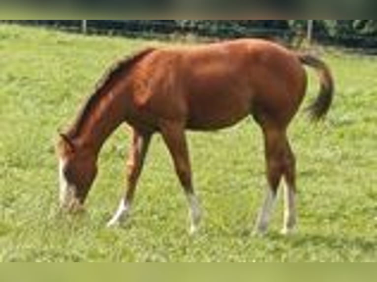 Caballo cuarto de milla Yegua 1 año 152 cm Castaño in Clausthal-Zellerfeld