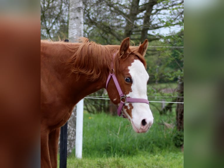 Caballo cuarto de milla Yegua 1 año 153 cm Alazán in Stade