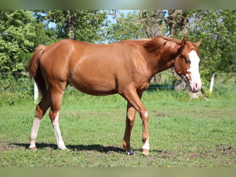 Caballo cuarto de milla Yegua 1 año 153 cm Alazán in Stade