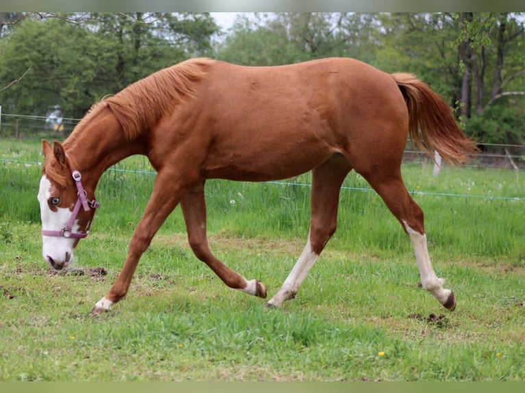 Caballo cuarto de milla Yegua 1 año 153 cm Alazán in Stade