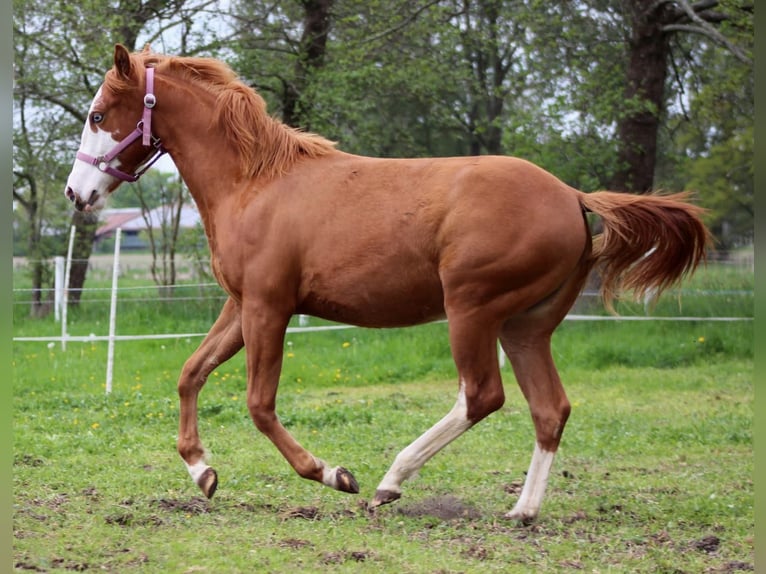 Caballo cuarto de milla Yegua 1 año 153 cm Alazán in Stade