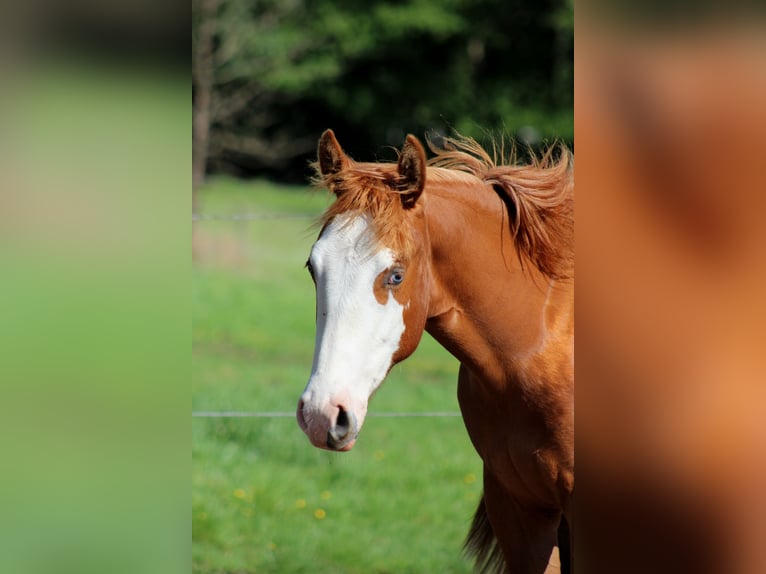 Caballo cuarto de milla Yegua 1 año 153 cm Alazán in Stade