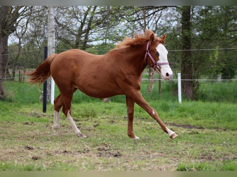 Caballo cuarto de milla Yegua 1 año 153 cm Alazán in Stade