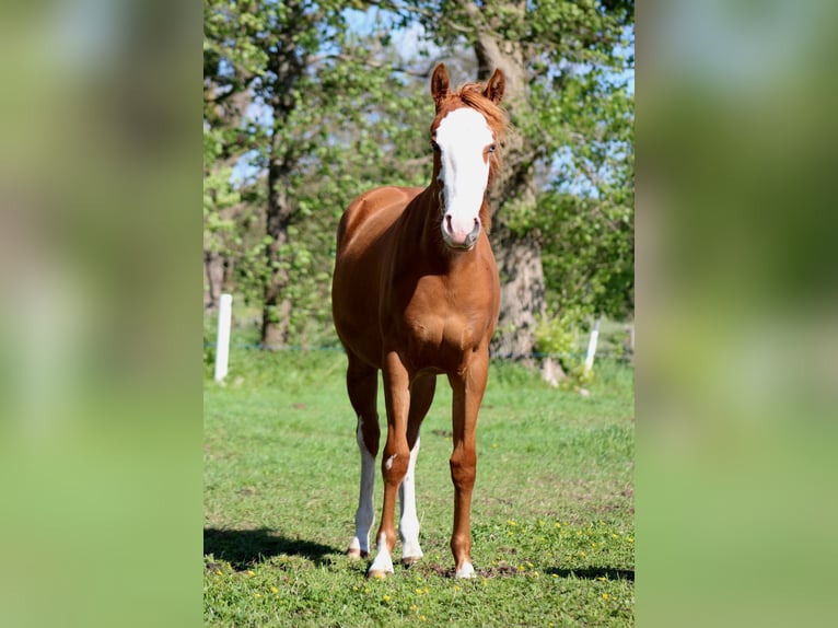 Caballo cuarto de milla Yegua 1 año 153 cm Alazán in Stade