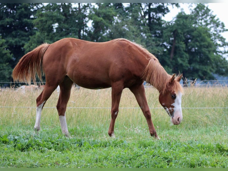 Caballo cuarto de milla Yegua 1 año 153 cm Alazán in Stade
