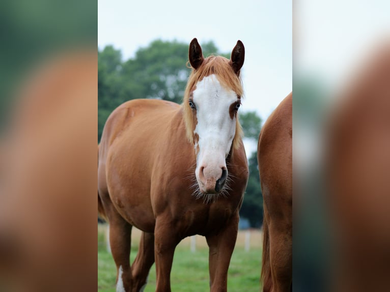 Caballo cuarto de milla Yegua 1 año 153 cm Alazán in Stade
