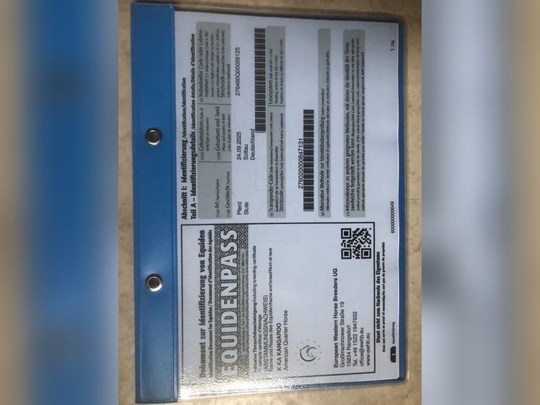 Caballo cuarto de milla Yegua 1 año 153 cm Castaño oscuro in Soltau