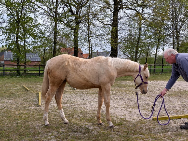 Caballo cuarto de milla Yegua 1 año 153 cm Palomino in Rheine