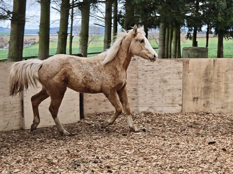 Caballo cuarto de milla Yegua 1 año 153 cm Palomino in Klingenberg am Main