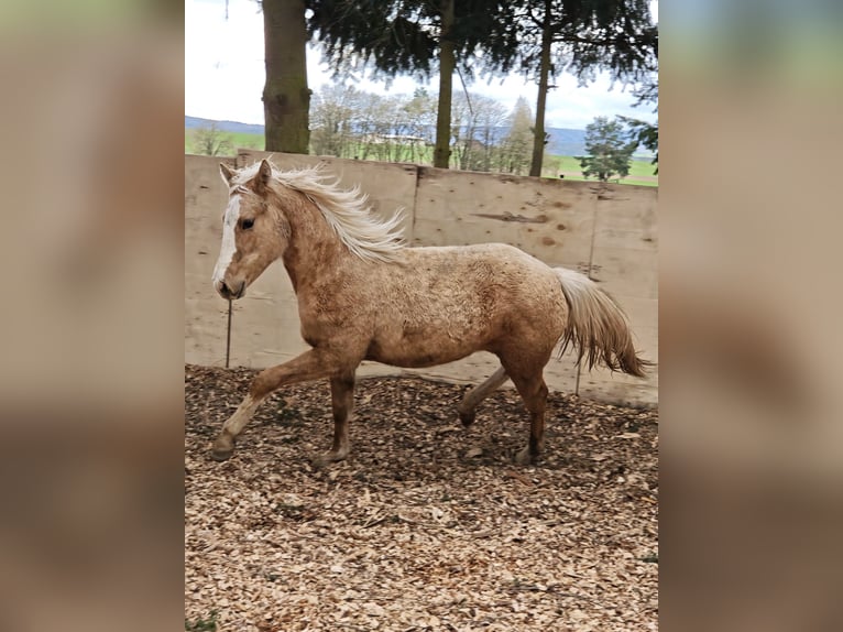 Caballo cuarto de milla Yegua 1 año 153 cm Palomino in Klingenberg am Main