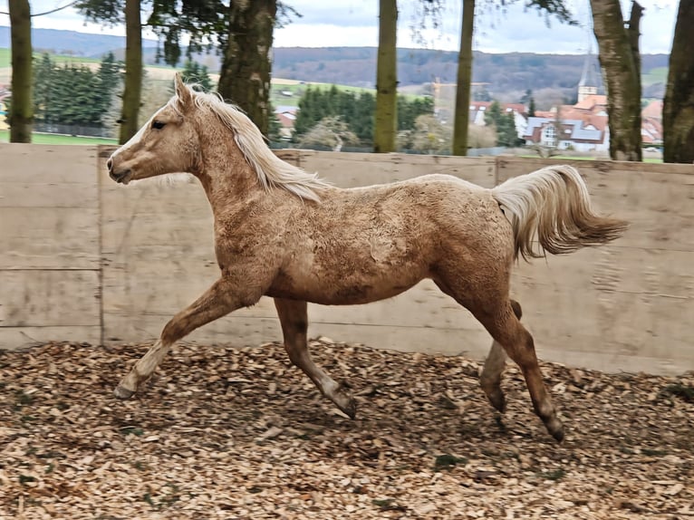 Caballo cuarto de milla Yegua 1 año 153 cm Palomino in Klingenberg am Main