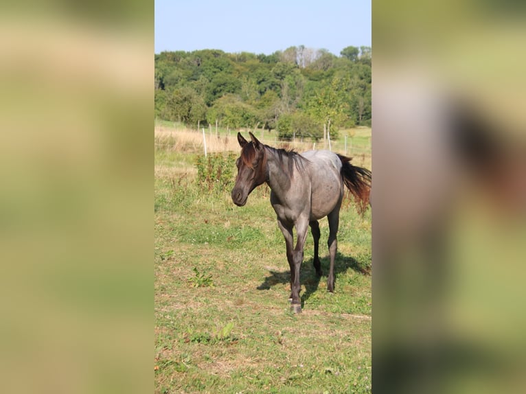 Caballo cuarto de milla Yegua 1 año 153 cm Ruano azulado in Breitenbach