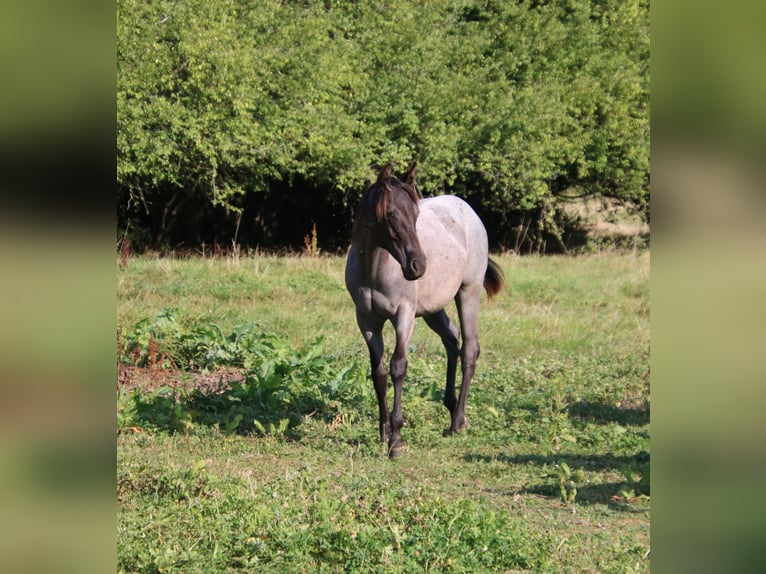 Caballo cuarto de milla Yegua 1 año 153 cm Ruano azulado in Breitenbach