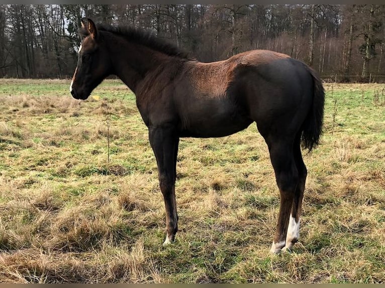 Caballo cuarto de milla Yegua 1 año 154 cm Castaño oscuro in Soltau