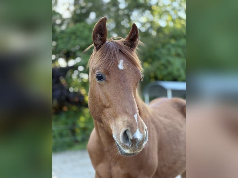 Caballo cuarto de milla Yegua 1 año 155 cm Alazán in Helmenzen