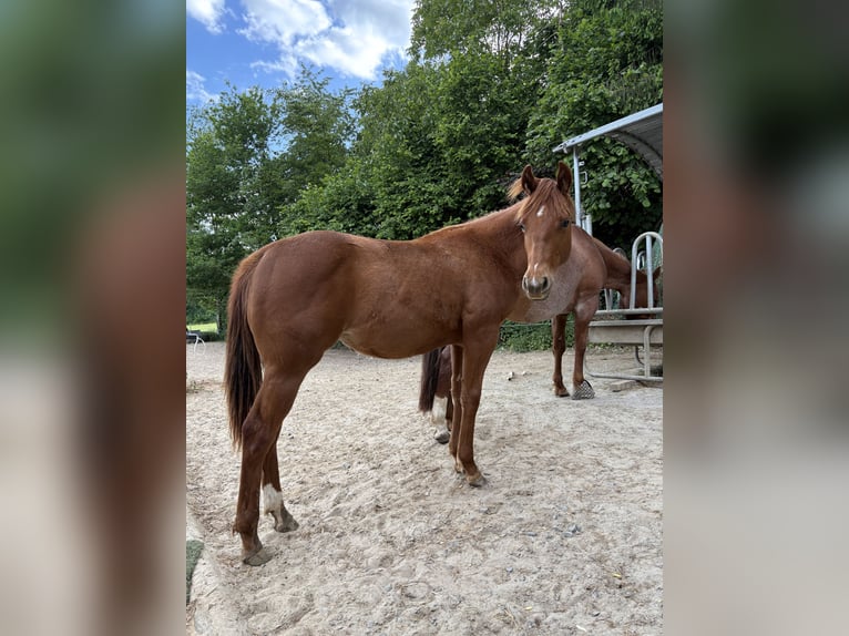 Caballo cuarto de milla Yegua 1 año 155 cm Alazán in Helmenzen