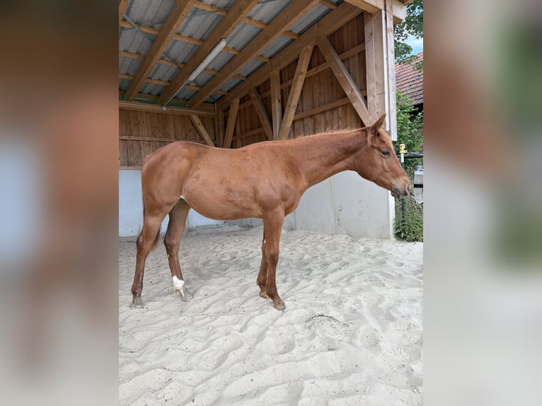 Caballo cuarto de milla Yegua 1 año 155 cm Alazán in Helmenzen