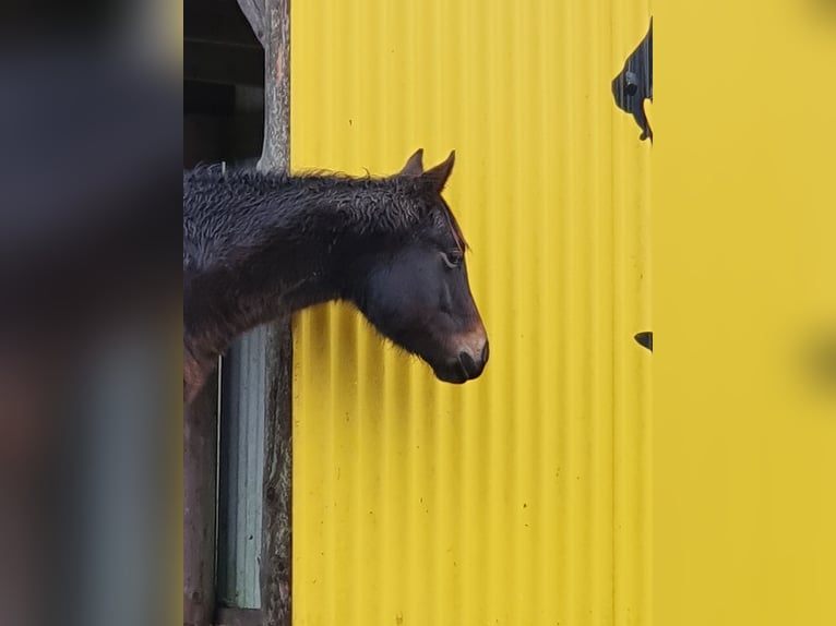 Caballo cuarto de milla Mestizo Yegua 1 año 155 cm Castaño oscuro in Ötzingen