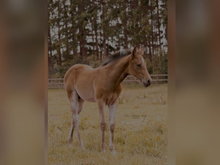 Caballo cuarto de milla Yegua 1 año 155 cm Castaño oscuro in Werlte