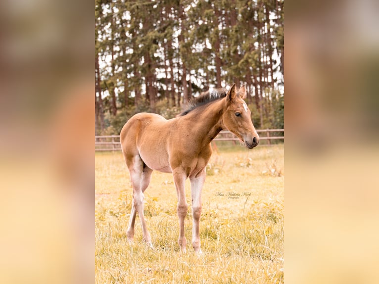 Caballo cuarto de milla Yegua 1 año 155 cm Castaño in Lahn