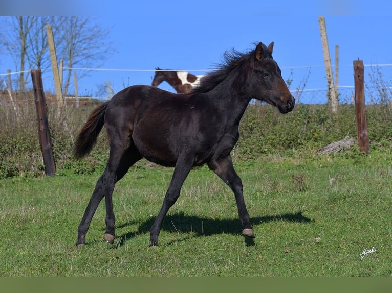 Caballo cuarto de milla Yegua 1 año 155 cm Negro in Pribram