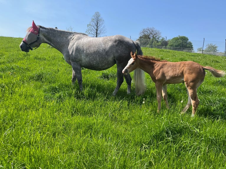 Caballo cuarto de milla Yegua 1 año 158 cm Alazán in Burscheid