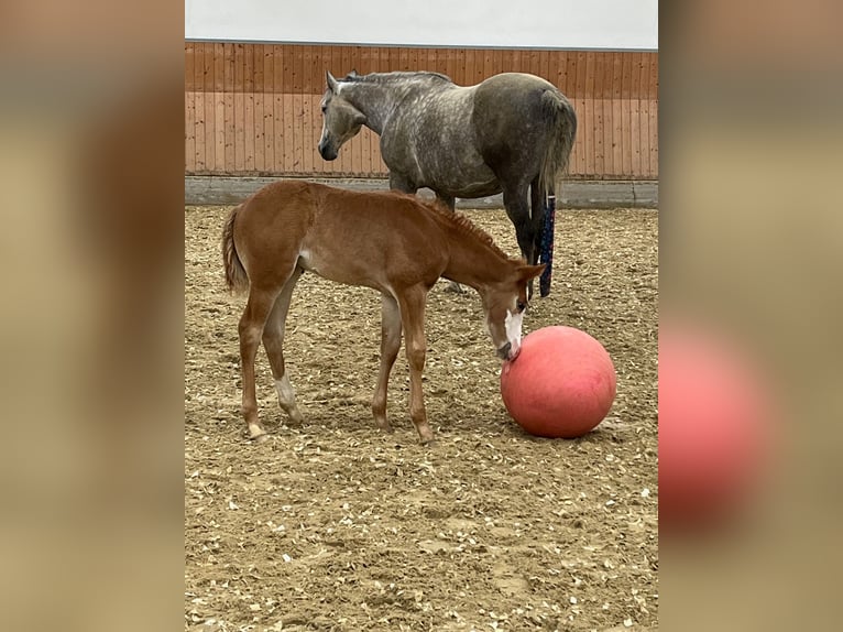 Caballo cuarto de milla Yegua 1 año 158 cm Alazán in Burscheid