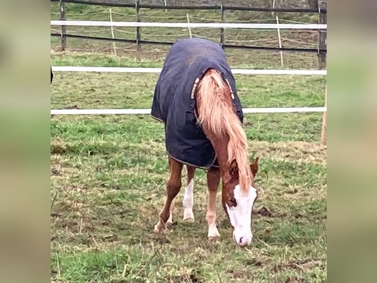 Caballo cuarto de milla Yegua 1 año 158 cm Alazán in Burscheid