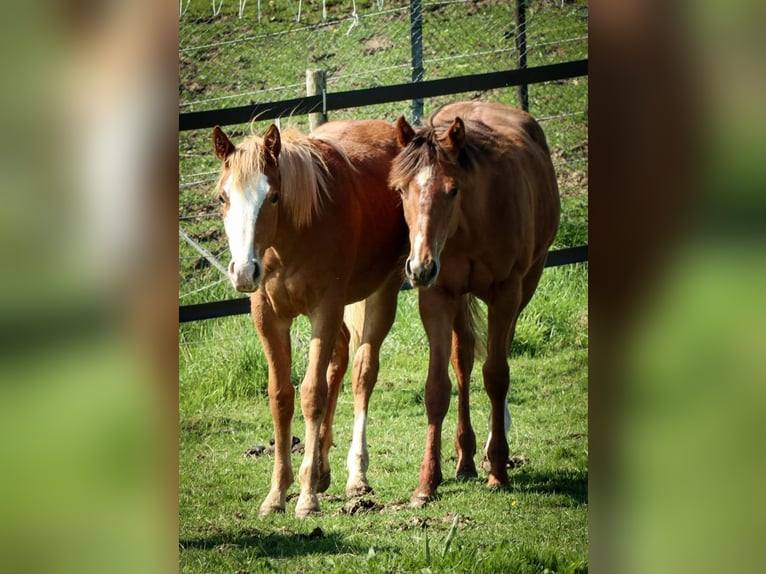 Caballo cuarto de milla Yegua 1 año 158 cm Alazán in Burscheid