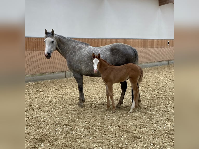 Caballo cuarto de milla Yegua 1 año 158 cm Alazán in Burscheid