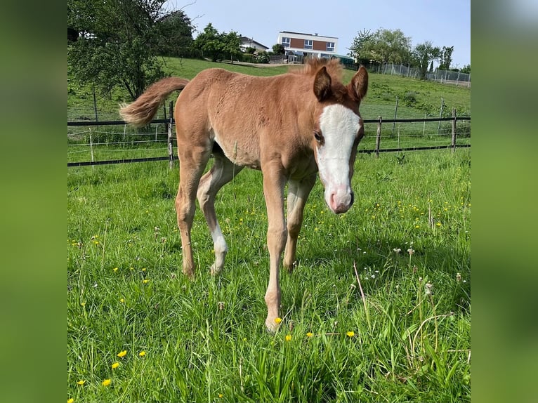 Caballo cuarto de milla Yegua 1 año 158 cm Alazán in Burscheid