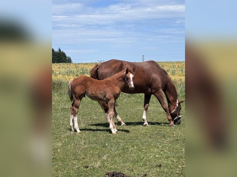 Caballo cuarto de milla Yegua 1 año 160 cm Alazán in Kirchendemenreuth