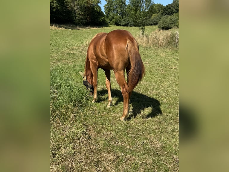 Caballo cuarto de milla Yegua 1 año 160 cm Alazán in Wachtberg