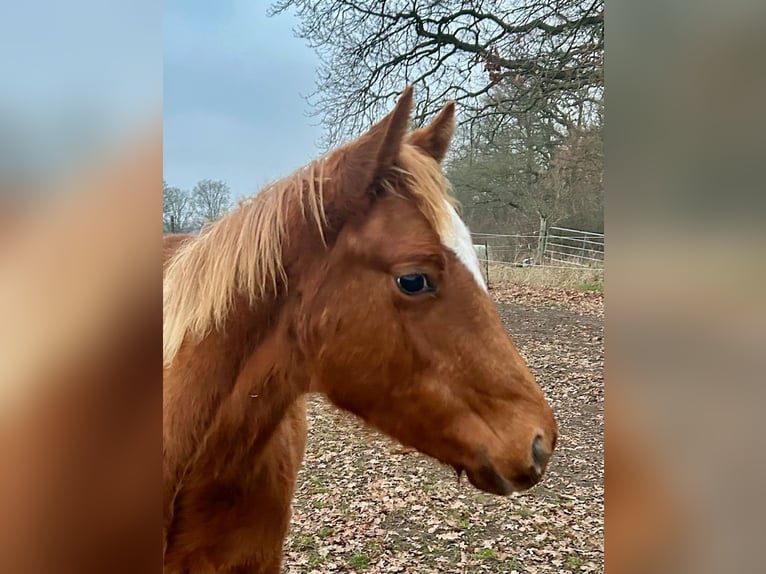 Caballo cuarto de milla Yegua 1 año 160 cm Alazán in Wolfsburg