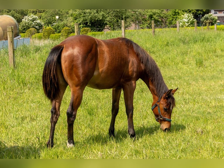 Caballo cuarto de milla Yegua 1 año 160 cm Castaño in Straelen
