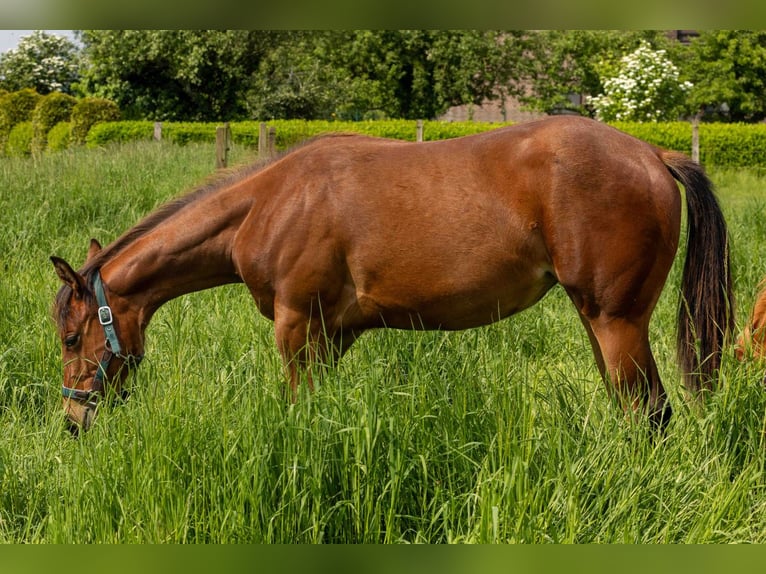 Caballo cuarto de milla Yegua 1 año 160 cm Castaño in Straelen