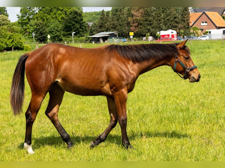 Caballo cuarto de milla Yegua 1 año 160 cm Castaño in Straelen