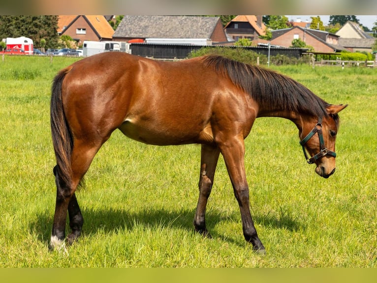 Caballo cuarto de milla Yegua 1 año 160 cm Castaño in Straelen