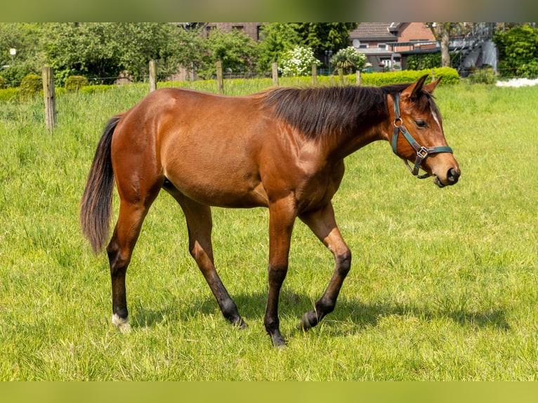 Caballo cuarto de milla Yegua 1 año 160 cm Castaño in Straelen