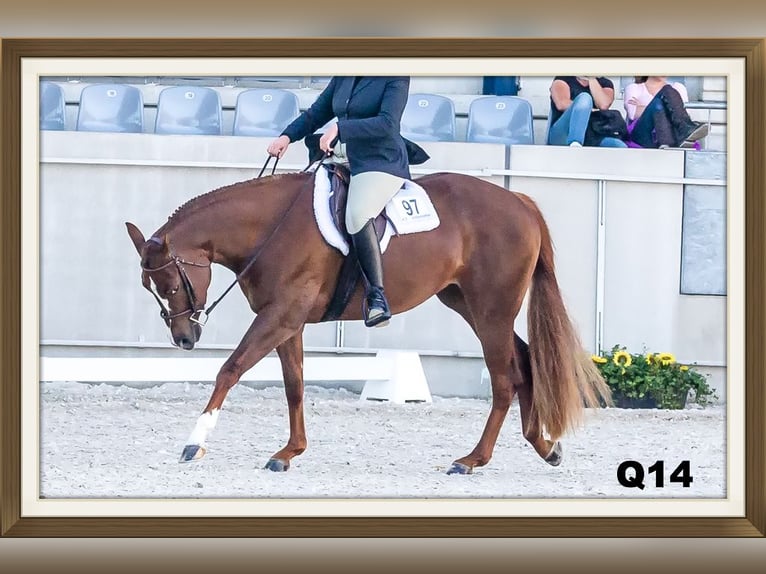 Caballo cuarto de milla Yegua 1 año 160 cm Castaño in Straelen