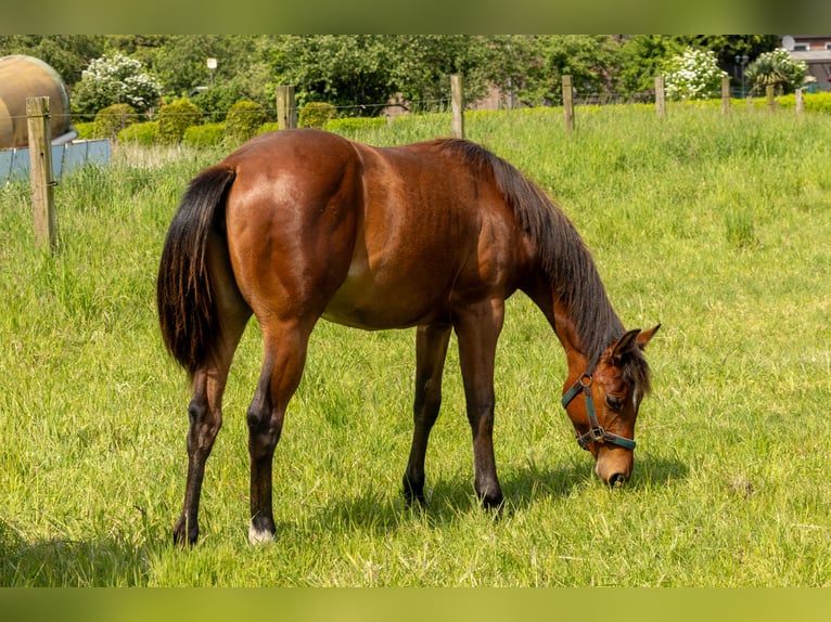 Caballo cuarto de milla Yegua 1 año 160 cm Castaño in Straelen
